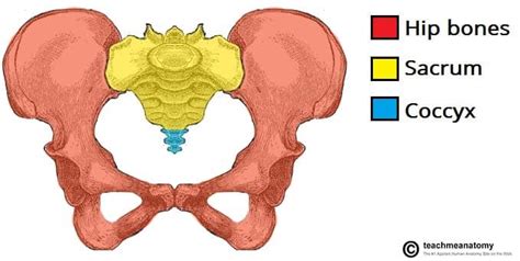 thigh machine broke.... : r/badwomensanatomy