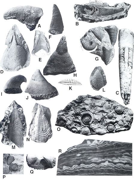 Missouri Fossils by DR Bruce L Stinchcomb - figure 1