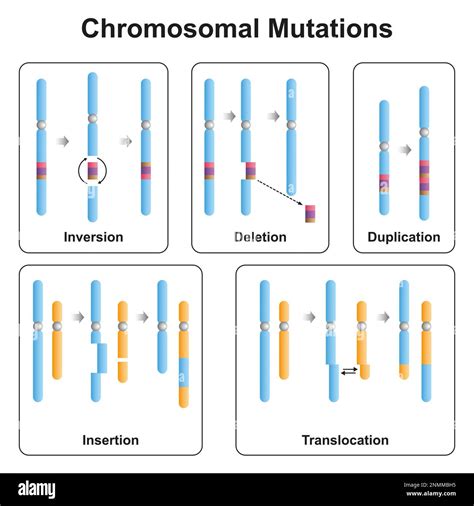 Chromosomal mutation types, illustration Stock Photo - Alamy