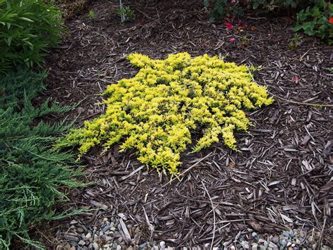 12 Species of Juniper Trees and Shrubs