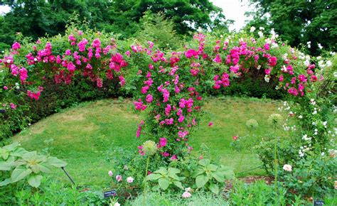 Mille Fiori Favoriti: Pink Roses in the Cranford Rose Garden