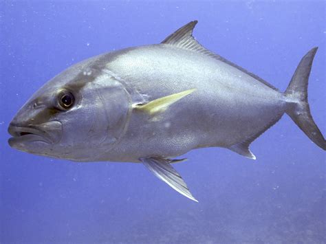 Amberjack