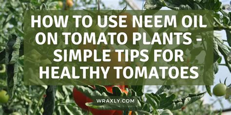 How to Use Neem Oil on Tomato Plants - Simple Tips for Healthy Tomatoes - Wraxly