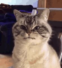 Angry Cat Triggered GIF - Angry Cat Triggered Ahhh - Discover & Share GIFs