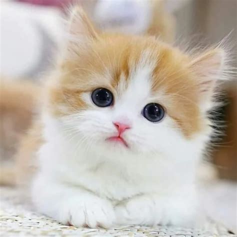 Munchkin Cat Personality: How Do Munchkin Cats Act?