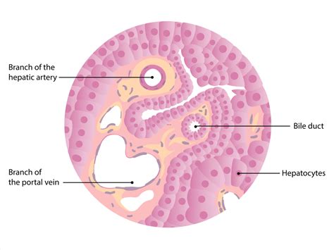 Liver | Concise Medical Knowledge