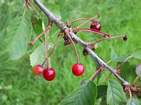 How to Identify a Wild Cherry Tree | A Guide from TCV