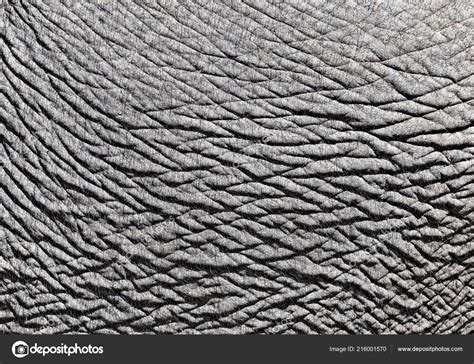 Elephant Skin Texture