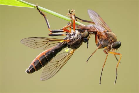 Robber Fly Preying On Snipe Fly Photograph by Heath Mcdonald/science Photo Library