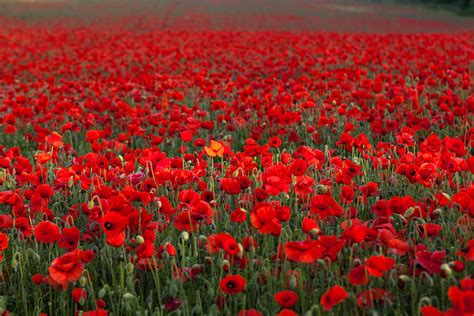 Field Of Poppies Photograph by Stuart Gennery