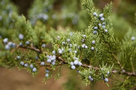 Cedrela odorata (Cedro rojo)