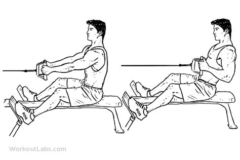 Seated / Low Cable Row | Illustrated Exercise guide - WorkoutLabs