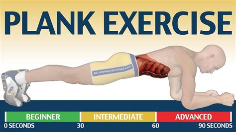 Plank Exercise Muscles Used