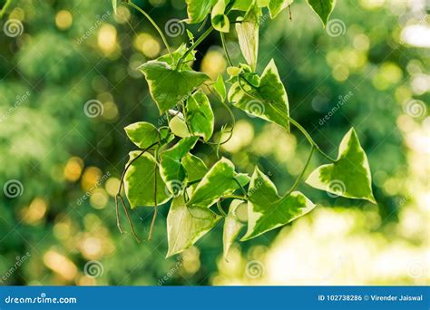 Plant with Green Triangle Leaves Stock Photo - Image of design, concept: 102738286