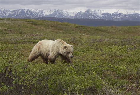 Gray bear on grass field near mountains, grizzly bear, ursus arctos HD wallpaper | Wallpaper Flare