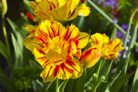 Yellow Flowers With Red Stripe Free Stock Photo - Public Domain Pictures