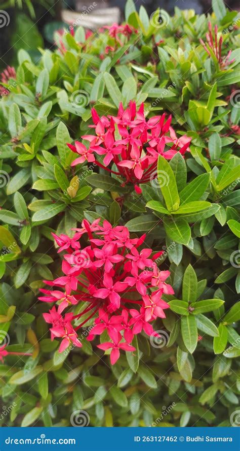 Species of Plant of the Genus Ixora Stock Photo - Image of genus, ixora: 263127462