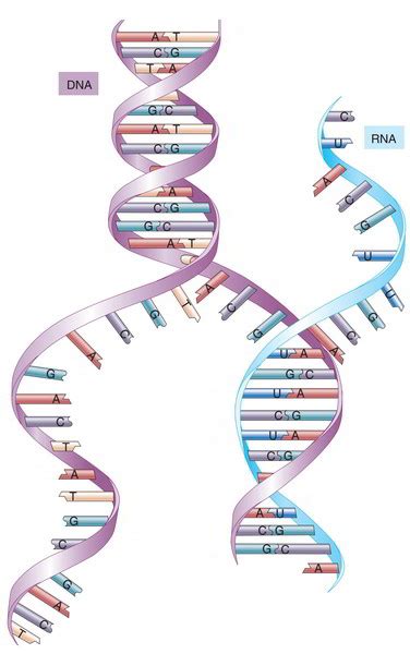 RNA Structure, Function, Synthesis, Types and Interference – Earth's Lab