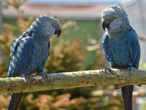 Spix's Macaw, Bird That Inspired 'Rio', Is Now Extinct In The Wild