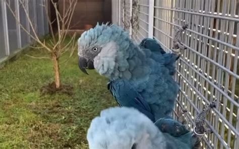 Is The Blue Macaw Extinct? Interesting Facts & FAQs!