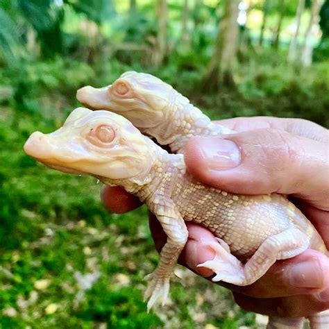 Eerie albino alligator babies hatched at Florida animal park | Live Science