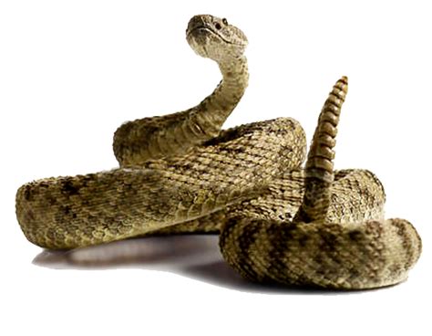 Rattlesnake PNG Picture | PNG All