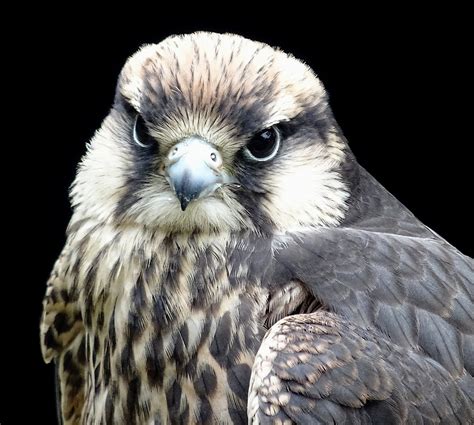 Lanner Falcon Bird Free Stock Photo - Public Domain Pictures