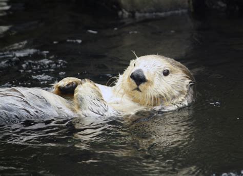 Sea Otter Awareness Week - California Academy of Sciences