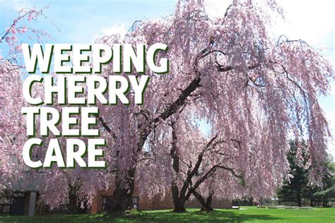 Weeping Cherry Tree Care & Information - GardenHugs.com