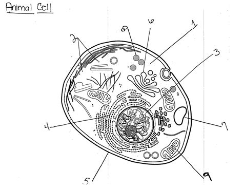 Animal Cell Diagram Diagram | Quizlet