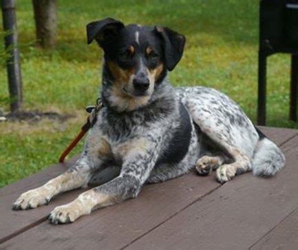 Australian spotted blue heeler, Diego, missing near Rock Creek Park - PoPville