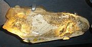 Category:Sarcopterygii fossils - Wikimedia Commons