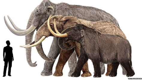 In pictures: Mammoths of the ice age | Megafauna, Prehistoric animals, Ancient animals