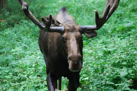 Maine Wildlife Park opening Saturday for the 2013 Season