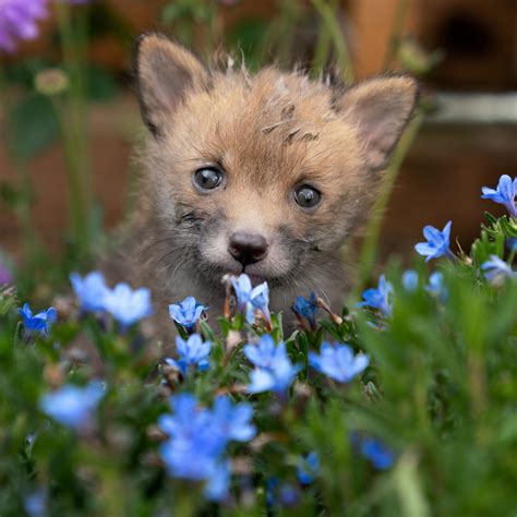 Fox cub playing in flowers : r/EverythingFoxes