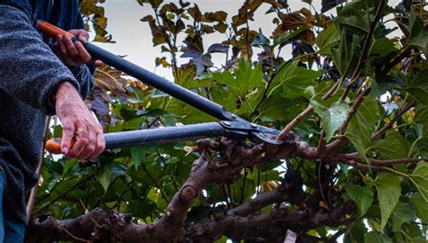 Pruning Mulberry Trees: Complete Guide From Start to Finish