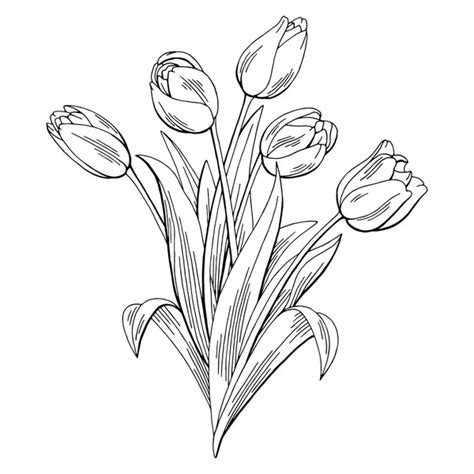 Tulip flower graphic black white isolated sketch illustration vector ...