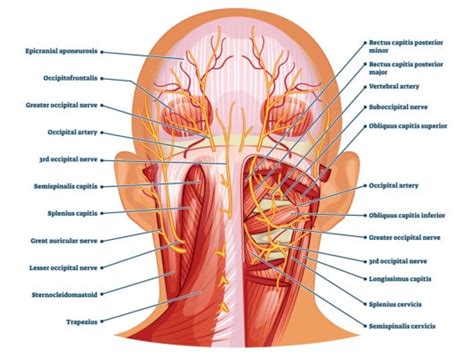 Posterior Neck Nerves