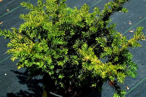 When to Prune Evergreen Shrubs: Timing Differs by Type