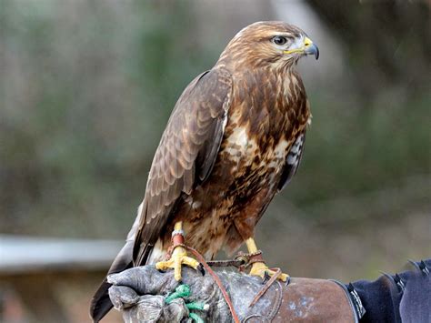 Common buzzard | bird | Britannica