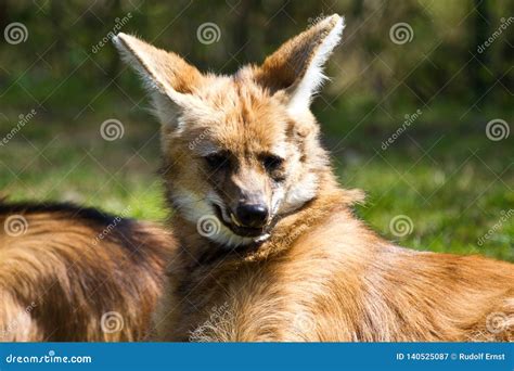 The Maned Wolf, Chrysocyon Brachyurus is the Largest Canid of South America Stock Image - Image ...