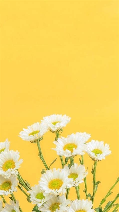 White Flowers Yellow Background HD phone wallpaper | Pxfuel