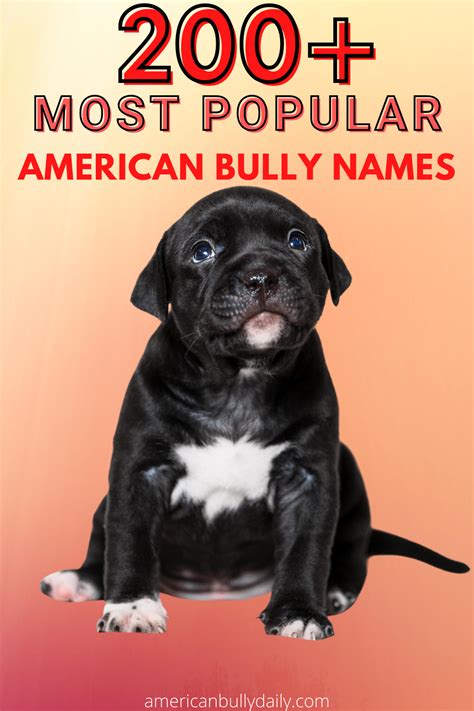 Looking for list of names that you can name for your american bully? Check our updated and most ...