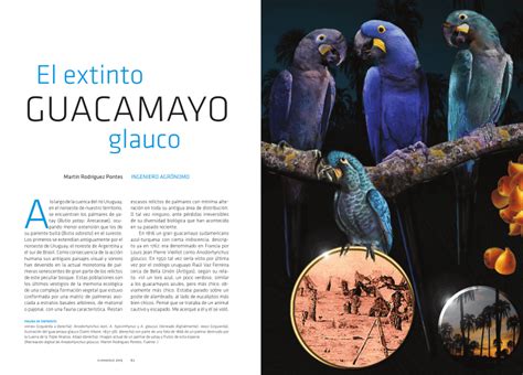 (PDF) El extinto guacamayo glauco . The extinct glaucous macaw.