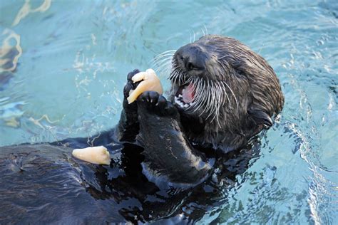 Orphan Otter Pups Get A New Home, Have The Best Day Ever | HuffPost Impact