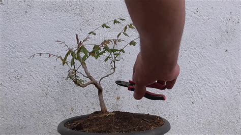 Koelreuteria Paniculata Bonsai