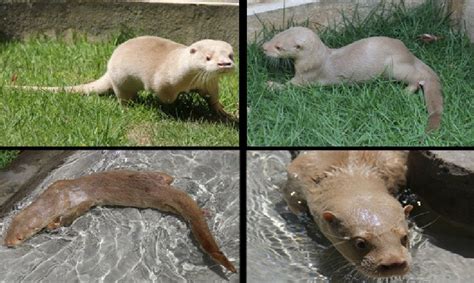 Young albino neotropical otter, Lontra longicaudis , found in Paraíba... | Download Scientific ...