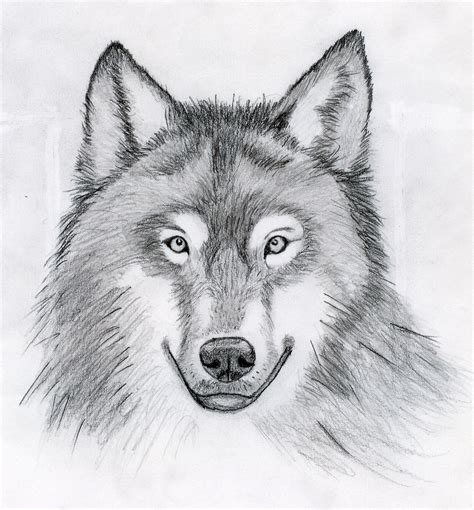 Wolf Head Drawing by Cywolfe on DeviantArt