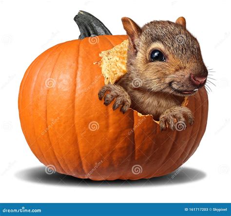 Cute Pumpkin Squirrel stock image. Image of autumn, eating - 161717203