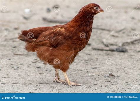 Production Red Hen Baby Chicken Stock Photo - Image of feathers, ranch ...